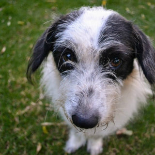 Πώς να προστατέψετε τον σκύλο σας απ’ τον καύσωνα