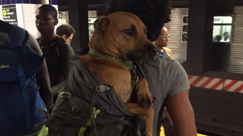 Η απαγόρευση δεν σταμάτησε τους Νεοϋρκέζους να βάλουν τα τεράστια σκυλιά τους στο μετρό (βίντεο)