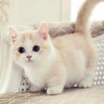 Πώς οι γάτες ήρθαν στον κόσμο πριν από 9.500 χρόνια