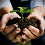 Δεντροφύτευση που έκανε ρεκόρ Γκίνες στην Ινδία