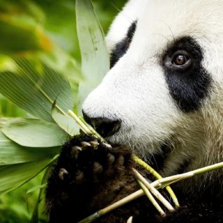 Το panda Xing Ya απολαμβάνει ένα ειδικό πρωινό στο ζωολογικό κήπο Ouwehands Dierenpark στο Rhenen της Ολλανδίας