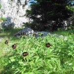 Ο Εθνικός Δρυμός Παρνασσού υποψήφιος για την UNESCO