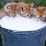 Πως μία γάτα ανακάλυψε τυχαία ένα νέο είδος πλαστικού τον 19ο αιώνα