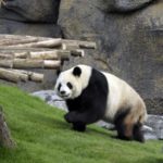 Ένα υγιέστατο αρσενικό πάντα γεννήθηκε στο Κέντρο Έρευνας Γιγάντιων Πάντα της Τσενγκντού