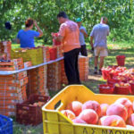 20.000 τόνοι ροδάκινα σαπίζουν στη Βέροια