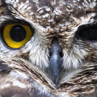 Μια κουκουβάγια στο καταφύγιο άγριων πτηνών του Κέιπ Τάουν