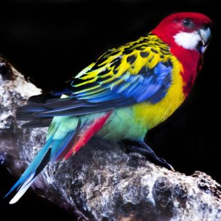 Μια Ανατολική Rosella κάθεται σε ένα κλαδί στο καταφύγιο πτηνών του Κέιπ Τάουν