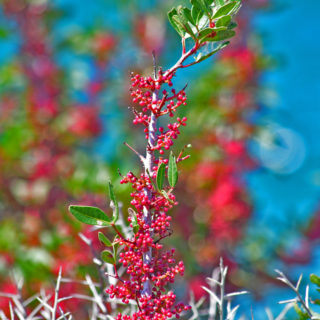 Ακανθώδες  θάμνος «Pyracantha» στην παραλία του Αγίου Νικολάου στο Ναύπλιο