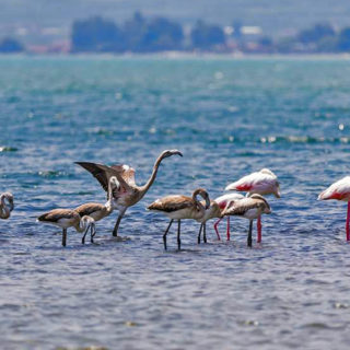 Τριάντα πανέμορφα φοινικόπτερα έκαναν την εμφάνιση τους στον υδροβιότοπο Ναυπλίου Νέας Κίου