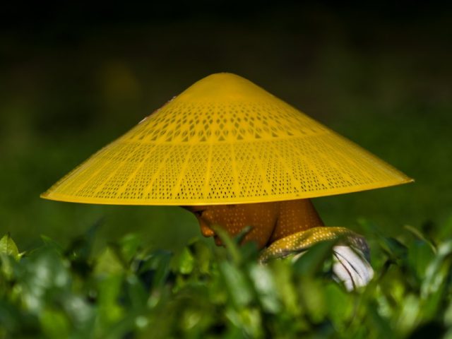 Μια γυναίκα εργάζεται σε μια κοιλάδα μεταξύ της πόλης Zunyi και Maotai στηνεπαρχία Guizhou στην Κίνα