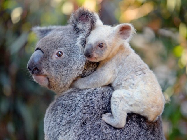 Ένα σπάνιο άσπρο κοάλα δτον ζωολογικό κήπο της Αυστραλίας Beerwah, στην ακτή Sunshine