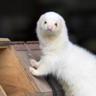 Η πρωταθλήτρια νυφίτσα Scobie