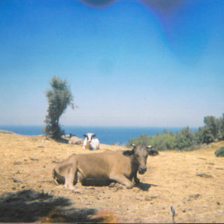 Αυστραλία: Επιστήμονες ταυτοποίησαν γονίδια που καθορίζουν το ύψος των βοοειδών