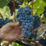 Κρασί 6.000 χρόνων βρέθηκε σε σπηλιά της Σικελίας