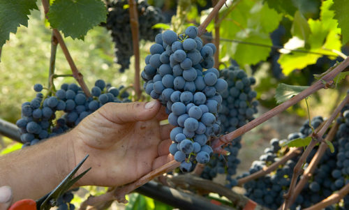 Κρασί 6.000 χρόνων βρέθηκε σε σπηλιά της Σικελίας
