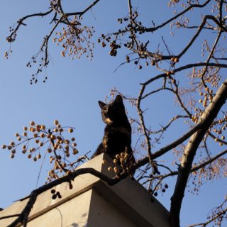 Εσείς τι λέτε; Μπορεί να εκπαιδευτεί μία γάτα;