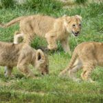 Λαθροκυνηγός κατασπαράχθηκε από αγέλη λιονταριών σε καταφύγιο της Νότιας Αφρικής