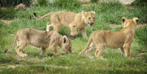 Λαθροκυνηγός κατασπαράχθηκε από αγέλη λιονταριών σε καταφύγιο της Νότιας Αφρικής