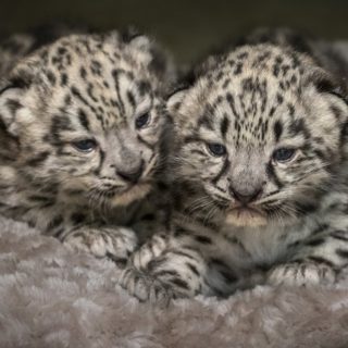 Δύο νεογέννητες λεοπαρδάλεις χιονιού στον ζωολογικό κήπο του Λος Άντζελες