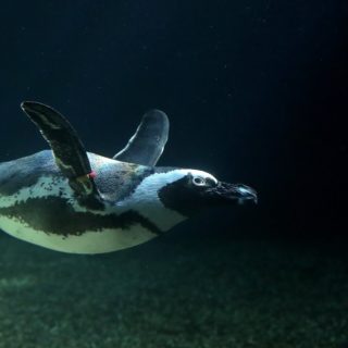 Ένας πιγκουίνος στο Μουσείο Aquazoo Loebbecke στο Ντίσελντορφ της Γερμανίας