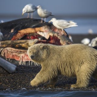 Μια νεαρή πολική αρκούδα