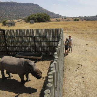 Νότια Αφρική: Η Σωτηρία Του Λευκού Ρινόκερου