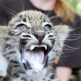 Η Behrooz, η έξι εβδομάδων λεοπάρδαλη του ζωολογικού κήπου Jaszbereny Jaszbereny