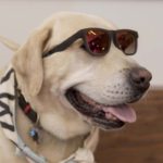 #GiveLoveTOMSGreece: Ένας διαγωνισμός αγάπης με πρωταγωνιστή το pet σου!