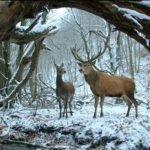 Μάθαμε την ταινία έναρξης για το Φεστιβάλ Κινηματογράφου στην Θεσσαλονίκη