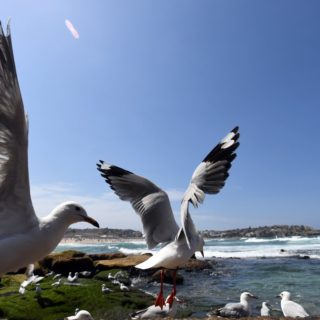 Γλάροι στην παραλία Bondi της Αυστραλίας