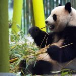 Με σεξ ελπίζουν να αλλάξουν τις κακές συνήθειες ενός γιγαντιαίου πάντα, οι υπεύθυνοι ζωολογικού κήπου στο Βερολίνο