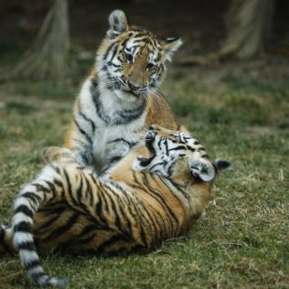 Δύο νεαρές Σιβηρικές τίγρεις