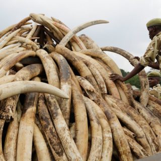 Ένας δασοφύλακας της KWS στοιβάζει ελαφαντόδοντα που βρέθηκαν σε ένα εμπορευματοκιβώτιο στην έδρα KWS στο Ναϊρόμπι