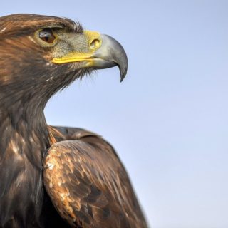 O Dante ο χρυσός αετός