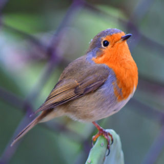 Ένας κοκκινολαίμης στο Ναύπλιο