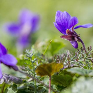 Βιόλες στη Βουδαπέστη