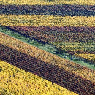 Οι αμπελώνες στο κάστρο του Hambach στο Hambach