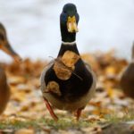 Ποια μέρα και ώρα αρχίζει ακριβώς το φθινόπωρο