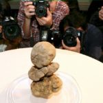 Πανάκριβη λευκή τρούφα 510 γραμμαρίων ανακαλύφθηκε στα ελληνικά βουνά