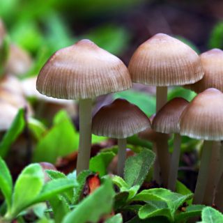 Μπορεί ένα μανιτάρι την ημέρα, τον γιατρό να κάνει πέρα;