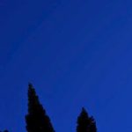 Θεσσαλονίκη: ‘Οχι άλλα κυπαρισσοειδή στην πόλη