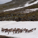 Νορβηγία: Περισσότεροι από 100 νεκροί τάρανδοι από αμαξοστοιχίες