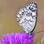 Ρόδος: Νέο είδος εντόμου ανακαλύφθηκε στην Κοιλάδα των Πεταλουδών