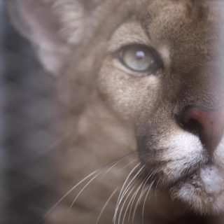 O Bordo το αρσενικό πούμα