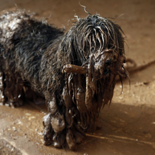 Στη Μάνδρα δεν χάθηκαν μόνο ανθρώπινες ζωές...