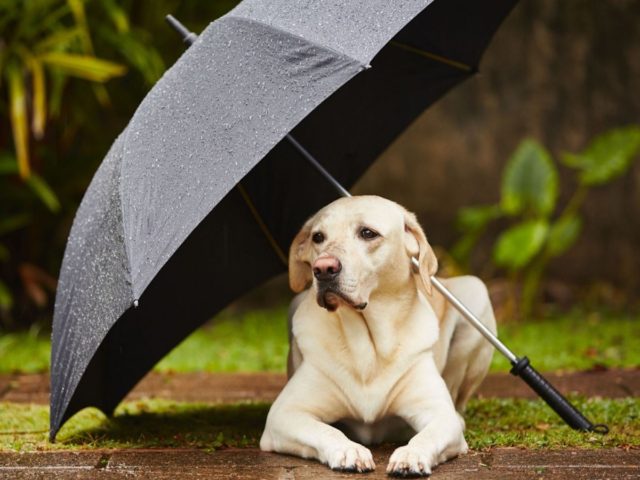 5 συμβουλές για το πώς να πηγαίνετε βόλτα τον σκύλο σας στη βροχή