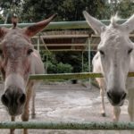 Ινδία: Στη φυλακή οδηγήθηκαν οκτώ…γαϊδουράκια