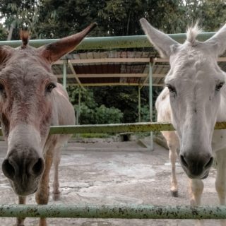 Ινδία: Στη φυλακή οδηγήθηκαν οκτώ…γαϊδουράκια