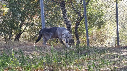 Θεσσαλονίκη: Δύο αδέρφια λύκους από τη Σερβία υιοθέτησε ο «Αρκτούρος»