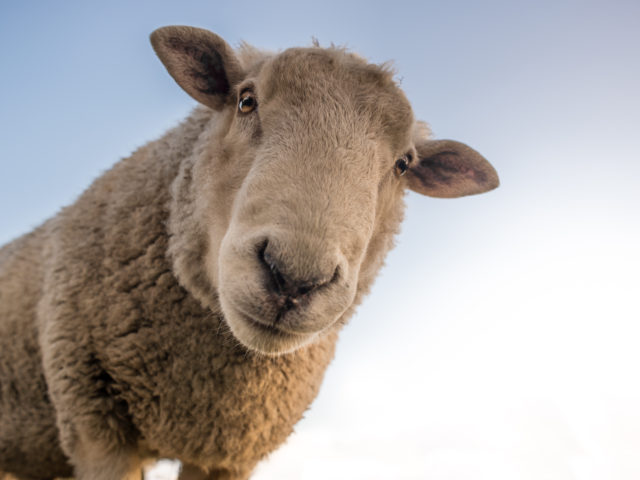 Η Ντόλι το πρόβατο δεν πέθανε τελικά από πρόωρη αρθρίτιδα εξαιτίας της κλωνοποίησης